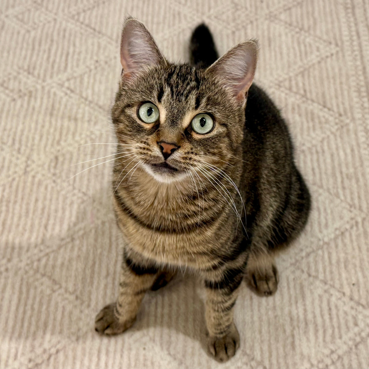 Bonita (F) 1+yr