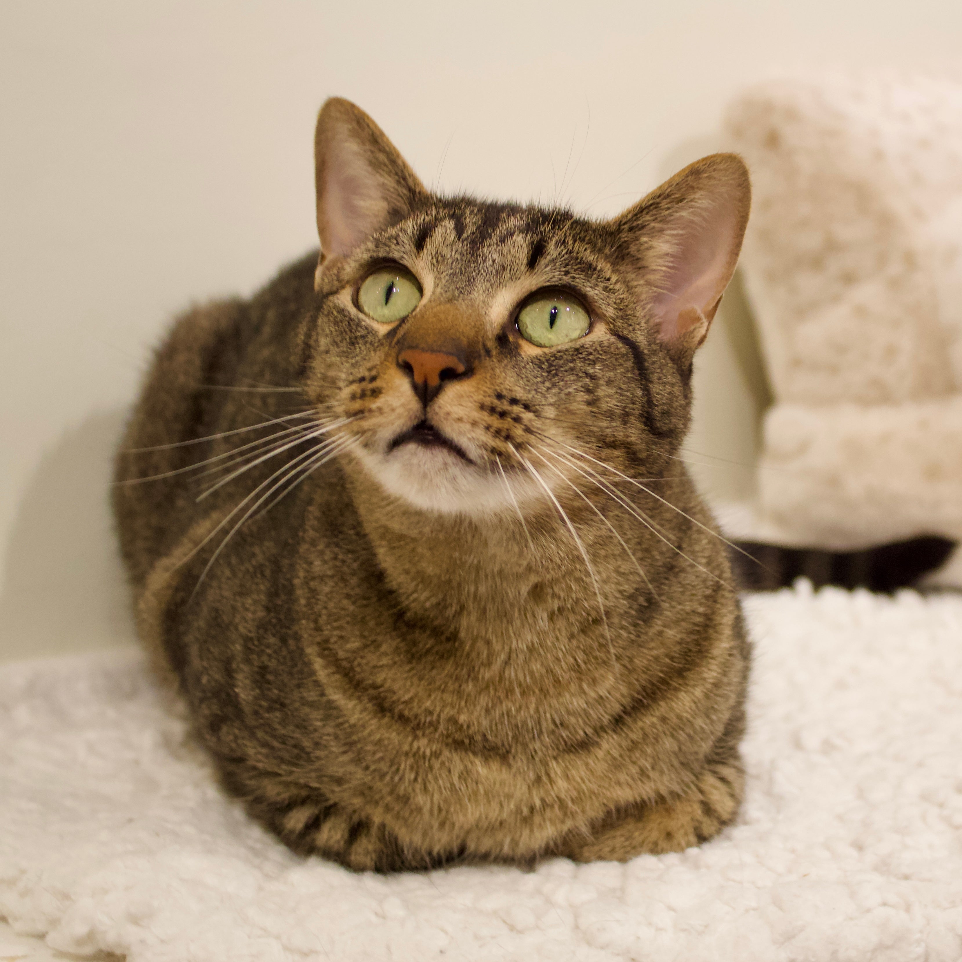 Howard (M) 4+yr
