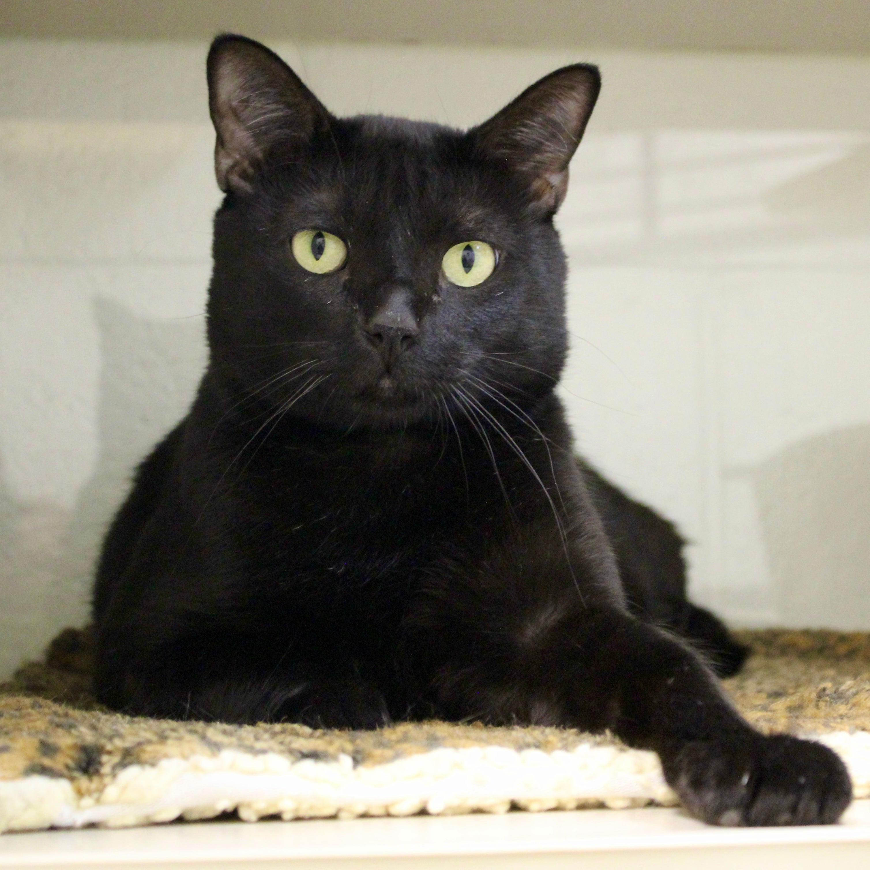 Aslan (M) 3+yr
