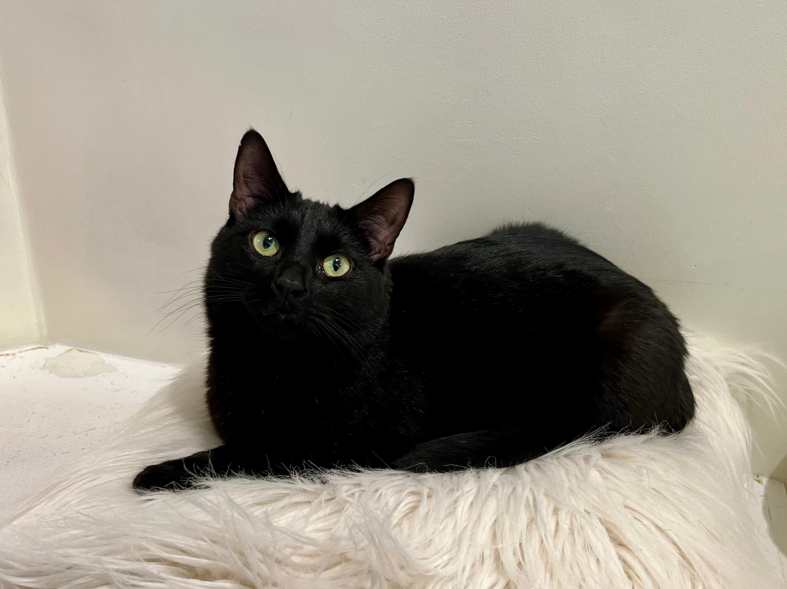Binxy (M) 3yr