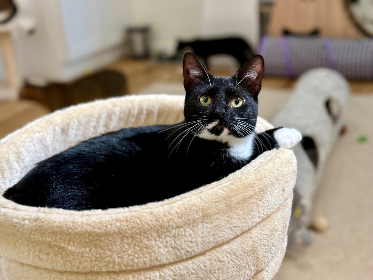 Misty (F) 1+yr