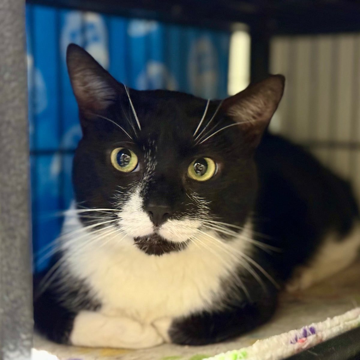 Pepe (M) 1+yr - Adoption Pending!