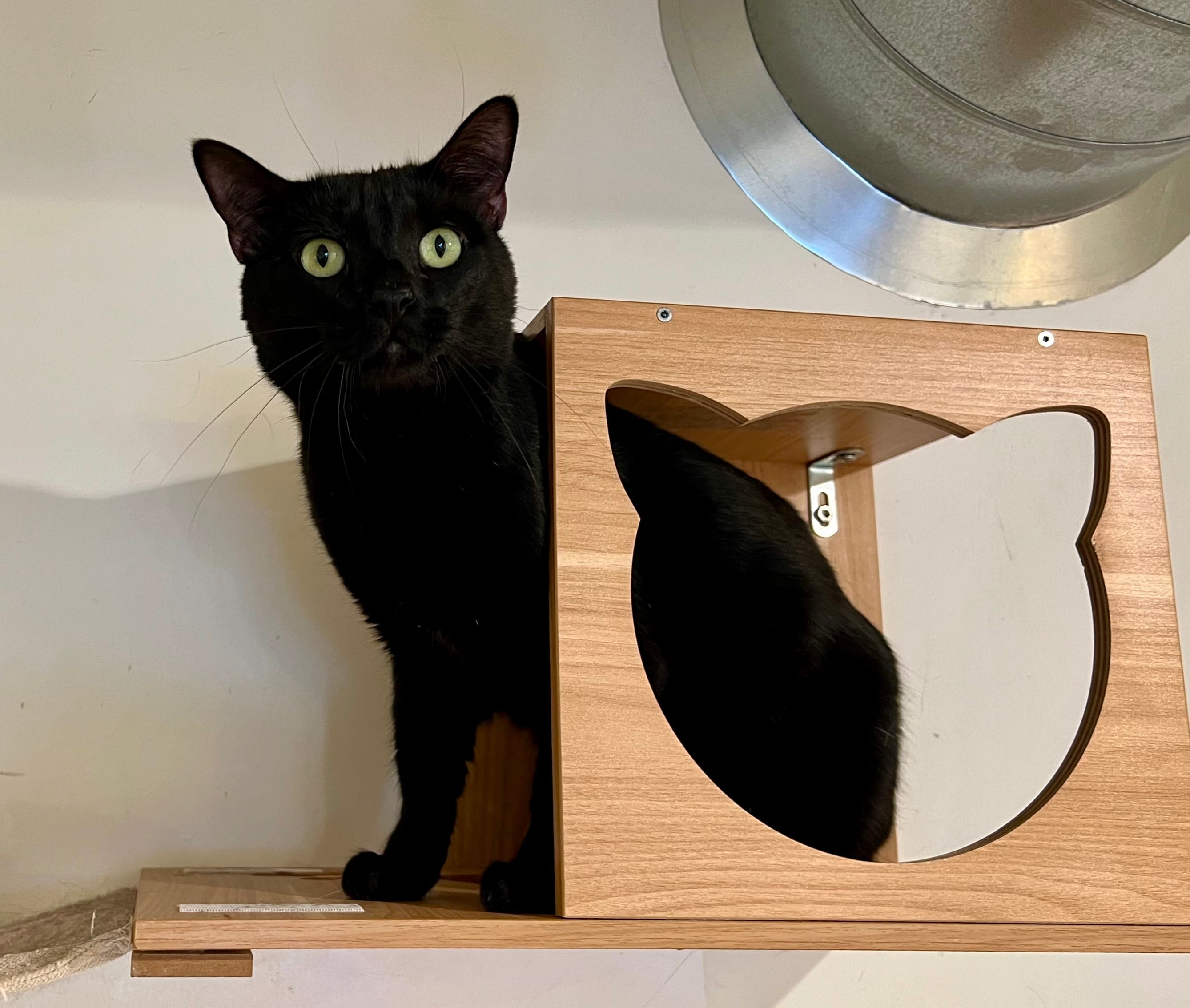 Aslan (M) 3+yr