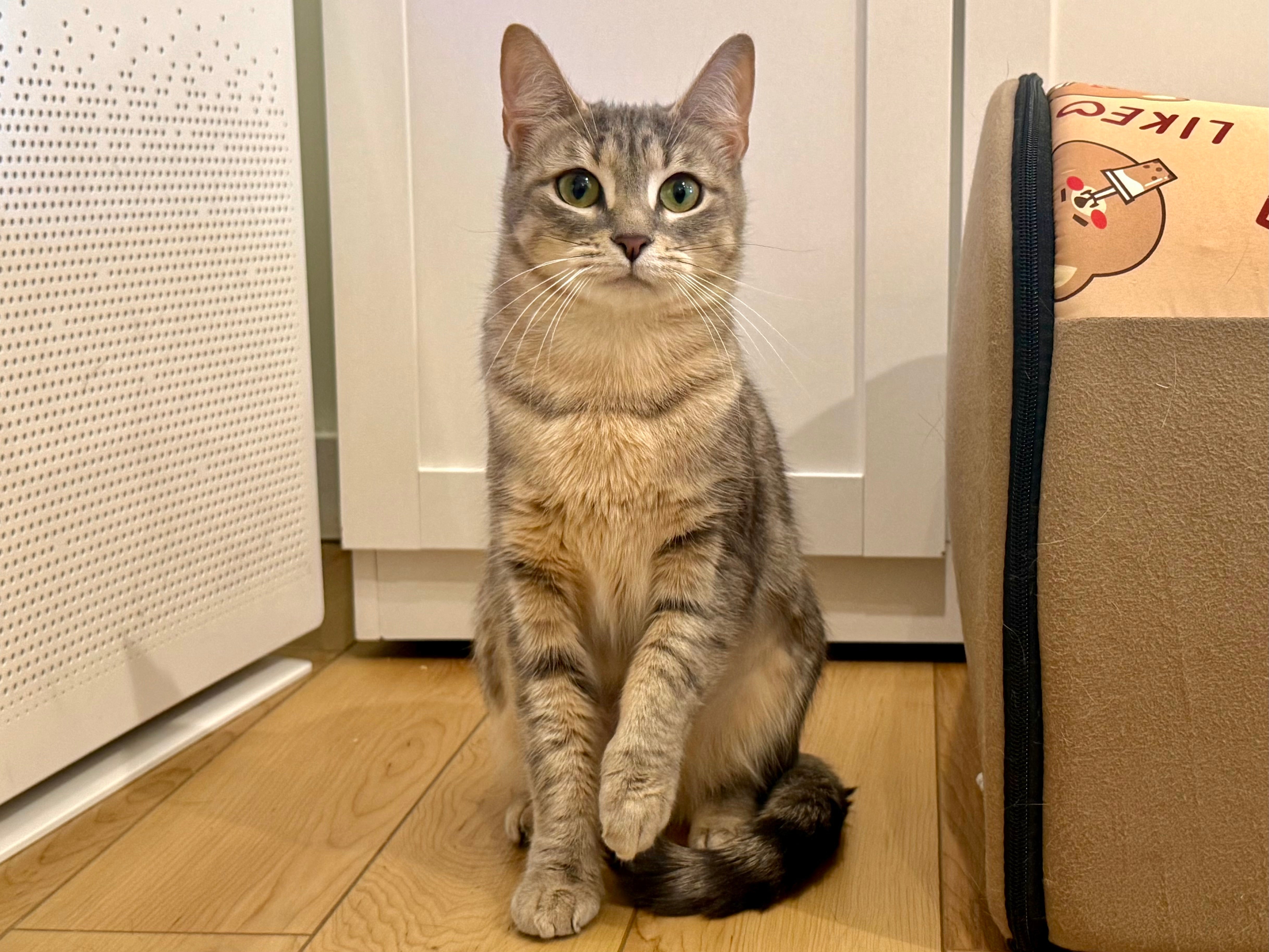 Bean (F) 3yr