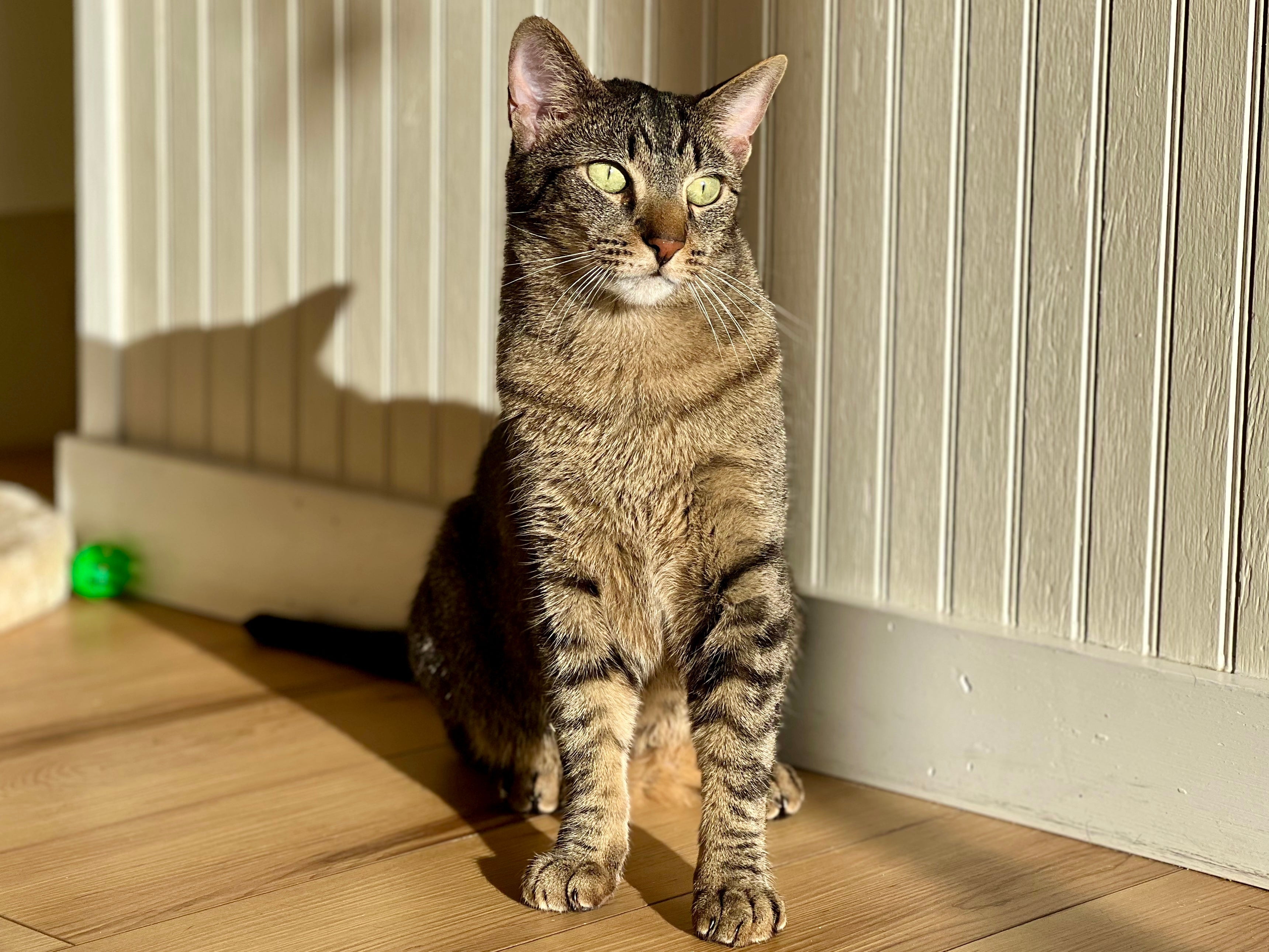 Howard (M) 4+yr