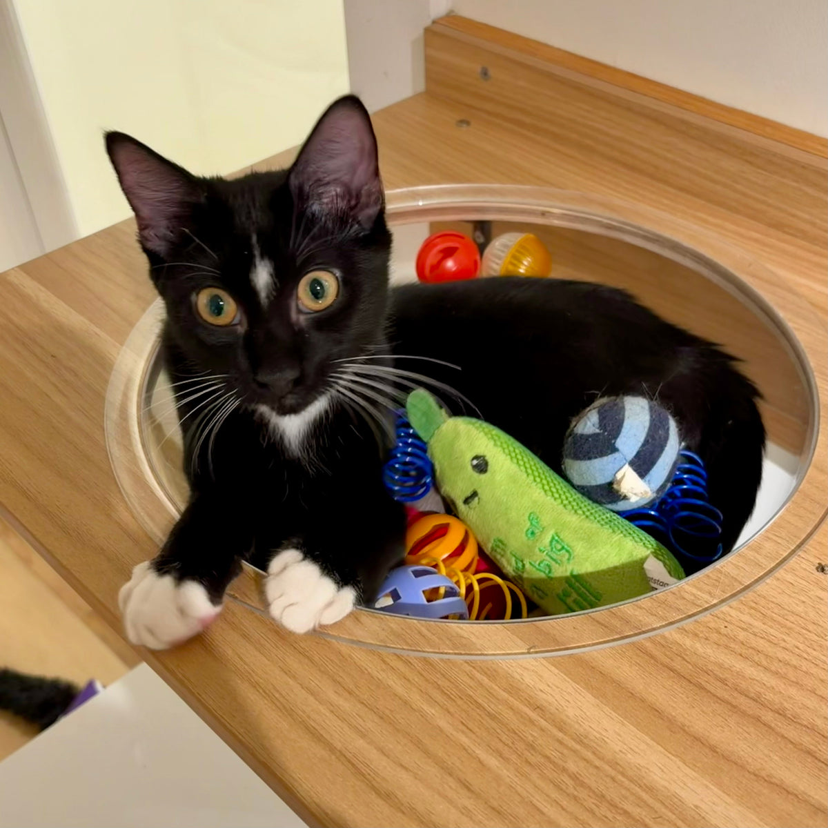 Soy (M) 6+ months - Adoption Pending!