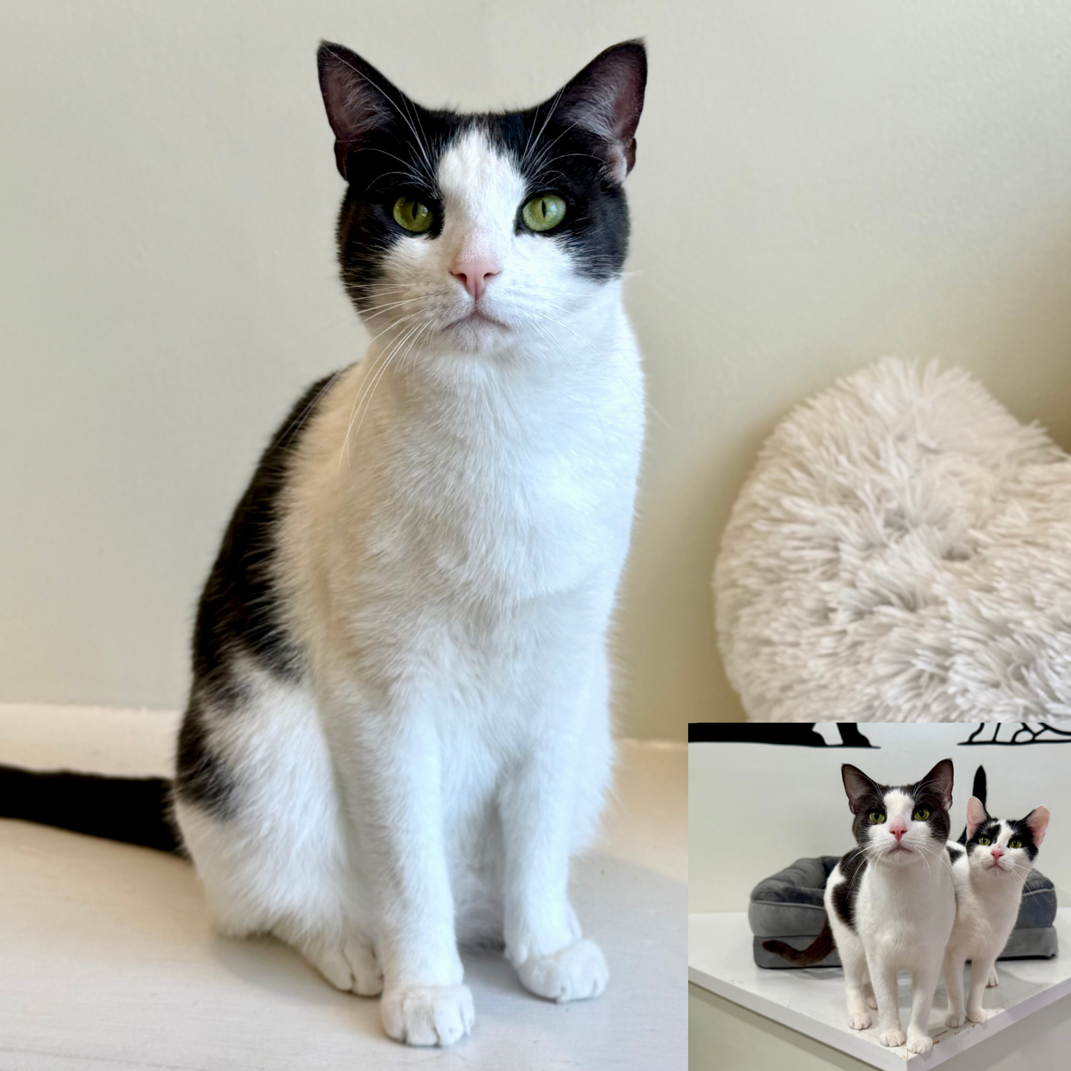 Moo Moo (M) 5+yr (bonded with Sky) - Adoption Pending!