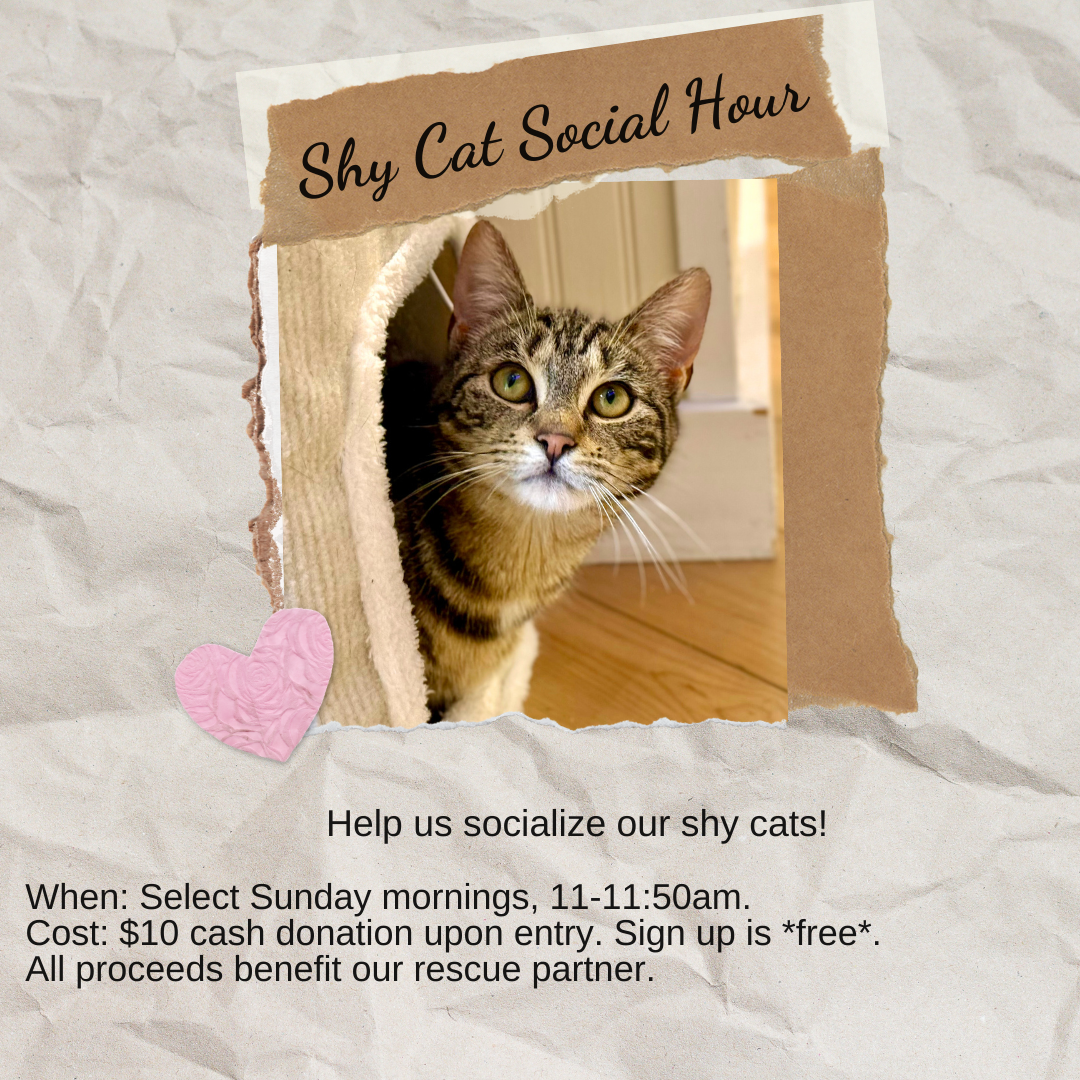 Shy Cat Social Hour