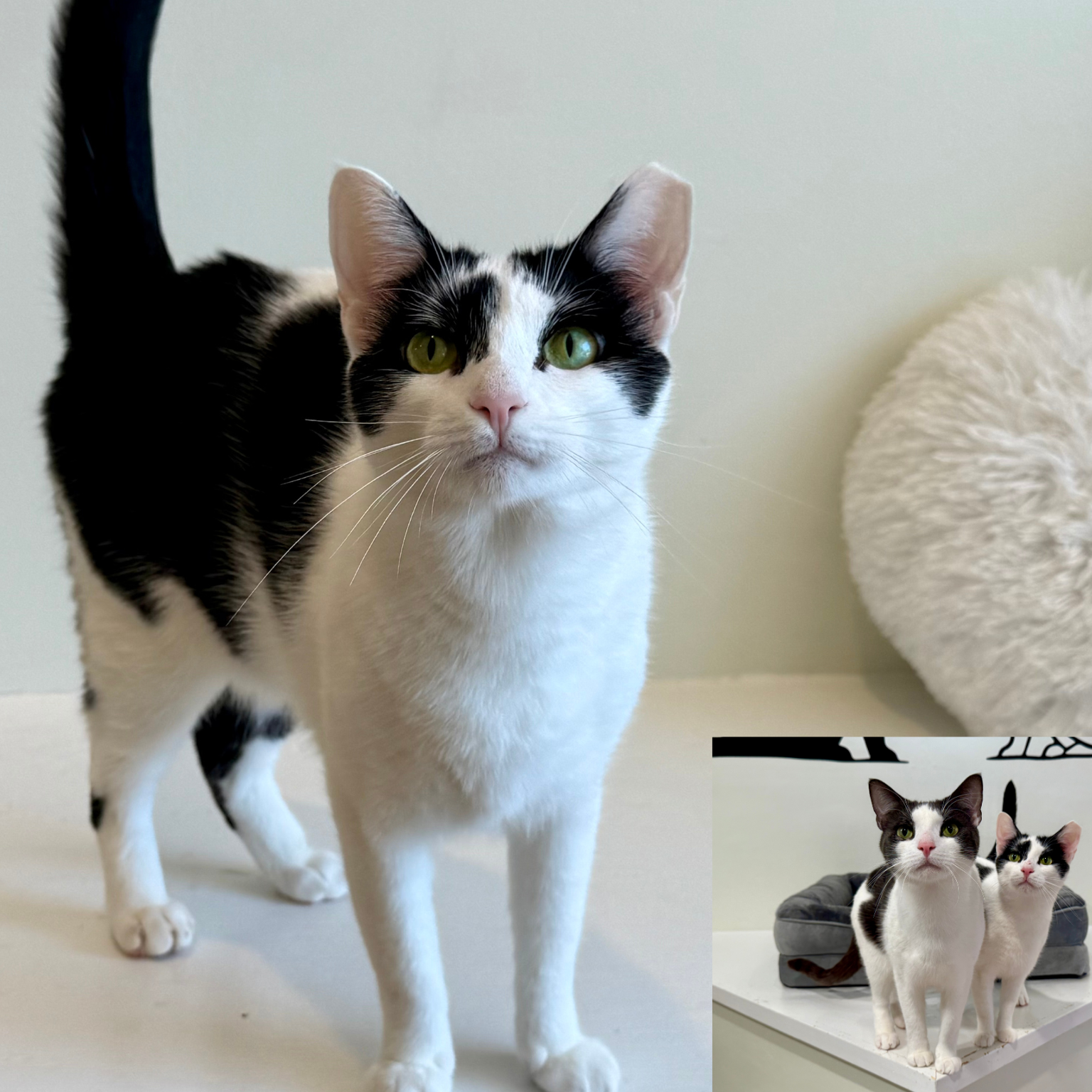 Sky (F) 3+yr (bonded with Moo Moo) - Adoption Pending!