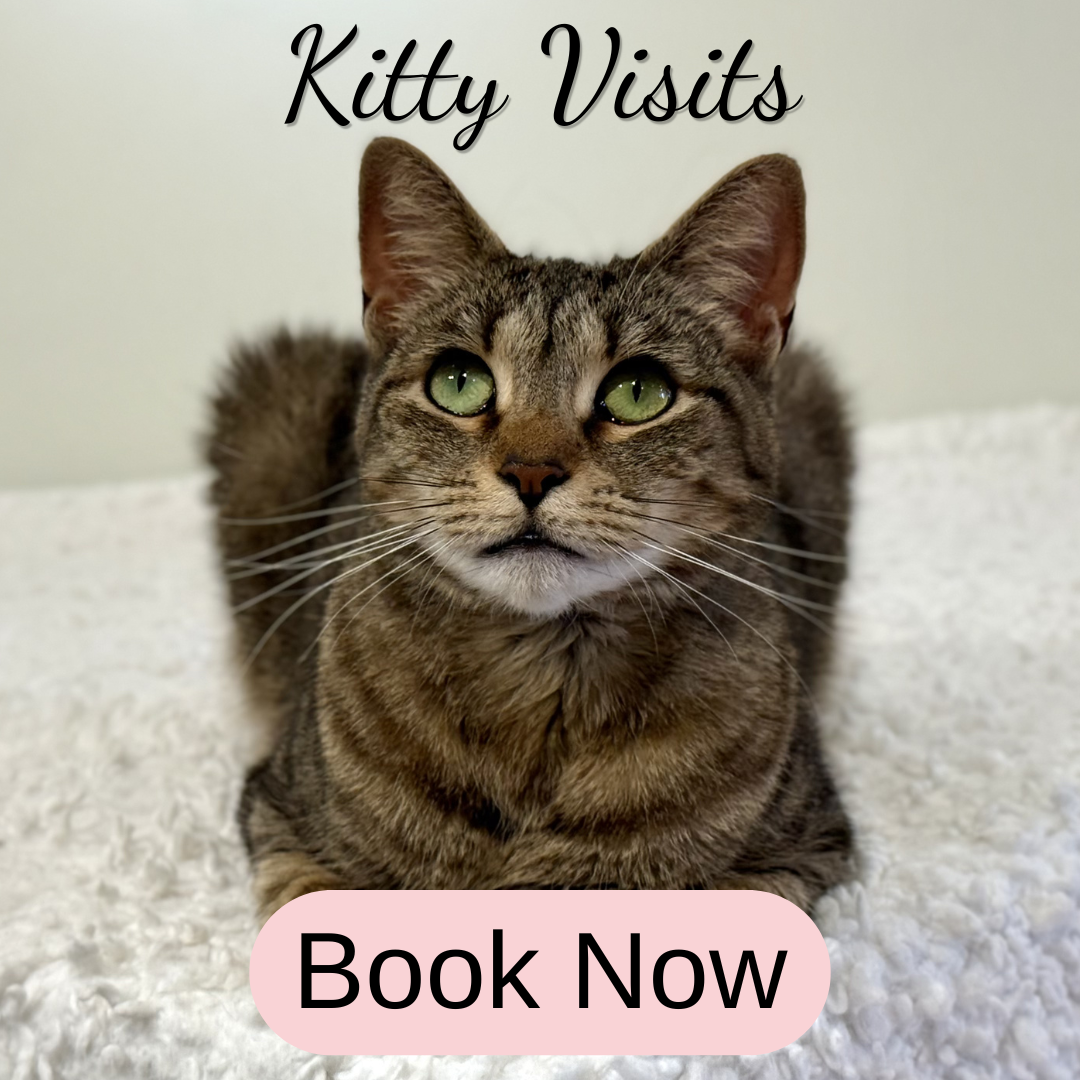 Kitty Visits