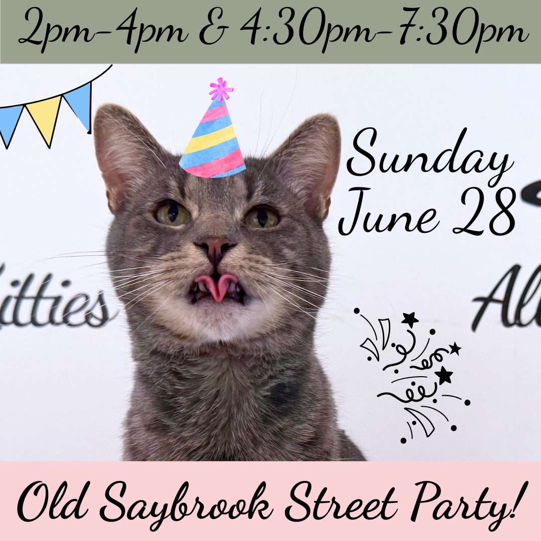 Old Saybrook Street Party Kitty Visits