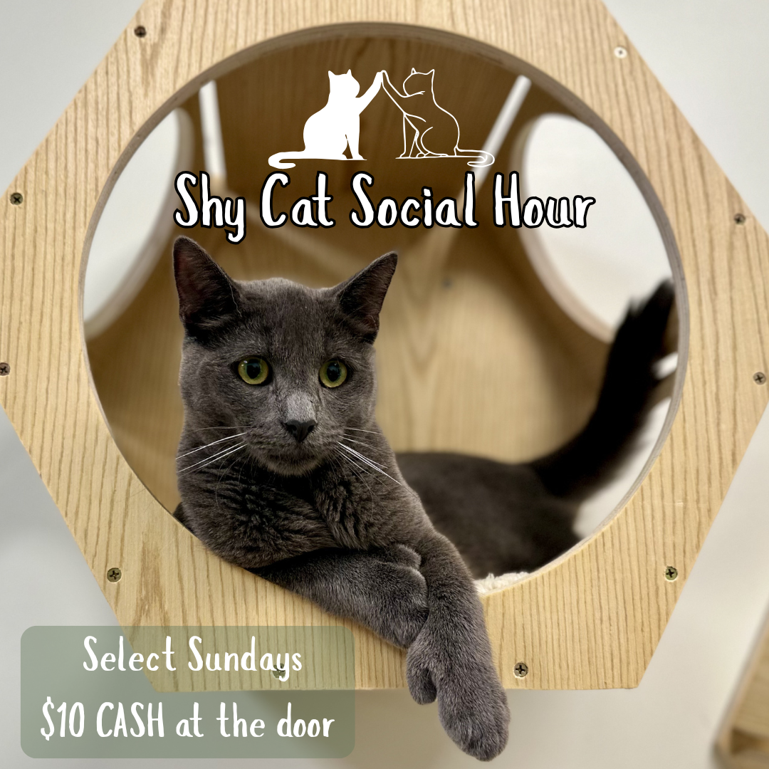 Shy Cats Social Hour