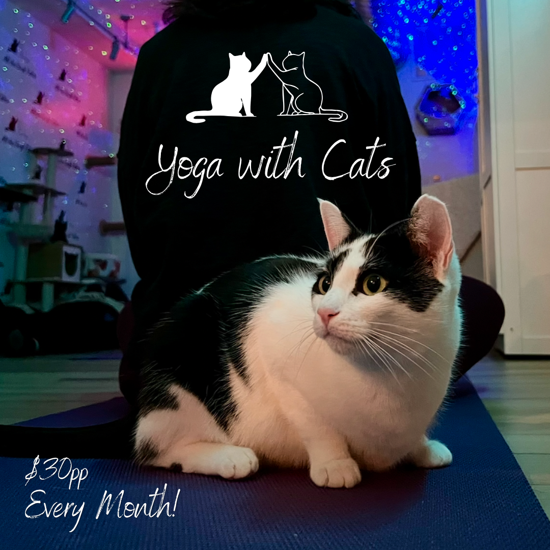 Yoga with Cats
